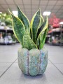 Sansevieria Futura Superba