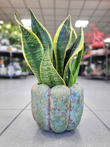 Sansevieria Futura Superba