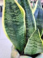 Sansevieria Futura Superba