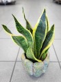 Sansevieria Futura Superba