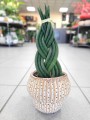 Sansevieria Cylindrica warkocz