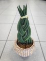 Sansevieria Cylindrica warkocz