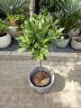 Laurus nobilis