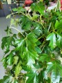 Cissus rhombifolia