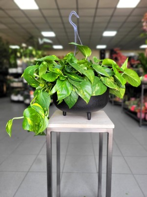 Epipremnum aureum