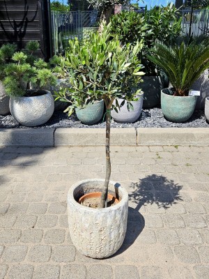 Olea europeae,, drzewo oliwne, oliwka