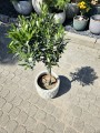 Olea europaea
