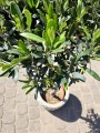 Olea europaea