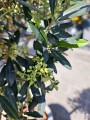 Olea europaea