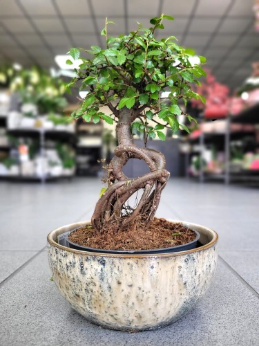 Bonsai zelkova serrata