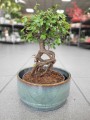 Bonsai zelkova serrata