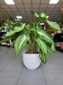 Xanthosoma lindenii