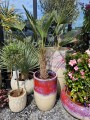 Trachycarpus wagnerianus