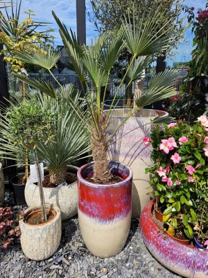 Trachycarpus wagnerianus, szorstkowiec Wagnera, palma