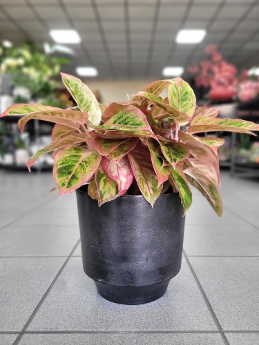 Aglaonema Salmon Fantasy