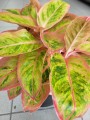 Aglaonema Salmon Fantasy