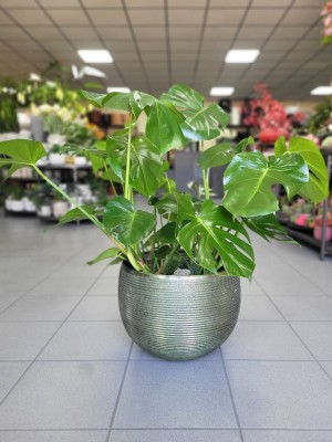 Monstera deliciosa, monstera dziurawa