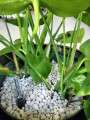 Monstera Deliciosa