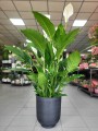 Spathiphyllum Sweet Sebastiano