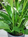 Spathiphyllum Sweet Sebastiano
