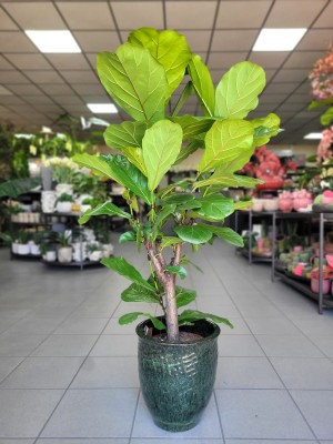 Ficus Lyrata, fikus dębolistny