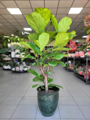 Ficus Lyrata