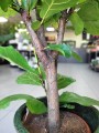 Ficus Lyrata