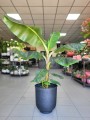 Musa Dwarf Cavendish
