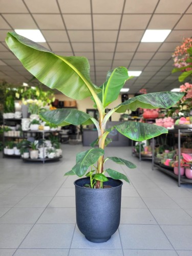 Musa Dwarf Cavendish