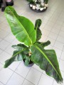 Musa Dwarf Cavendish
