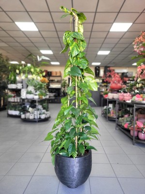 Epipremnum aureum na podporze