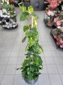 Epipremnum aureum