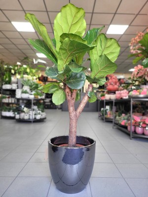 Ficus Lyrata, fikus dębolistny