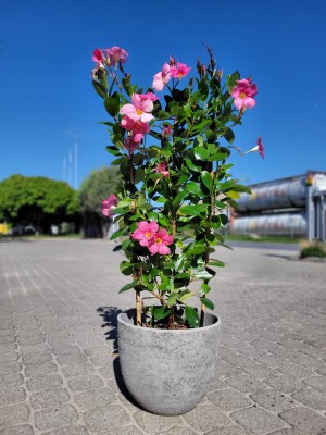 Mandevilla Summerstar Eagle Eye, mandewila