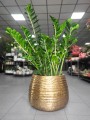 Zamioculcas zamiifolia