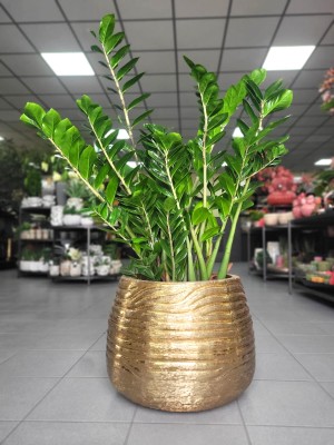 Zamioculcas zamiifolia, zamiokulkas L