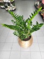 Zamioculcas zamiifolia