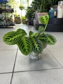 Maranta leuconeura Lemon Lime