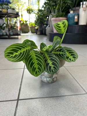 Maranta leuconeura Lemon Lime