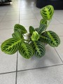 Maranta leuconeura Lemon Lime