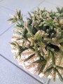 Rhipsalis burchelli