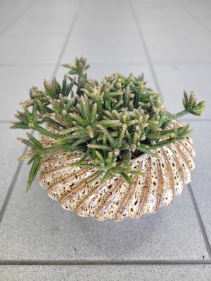 Rhipsalis burchelli, patyczak