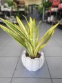 Sansevieria aubrytniana Lauren