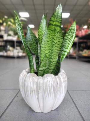 Sansevieria zeylanica