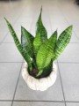 Sansevieria Zeylanica