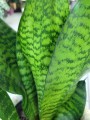 Sansevieria Zeylanica