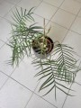 Philodendron Tortum