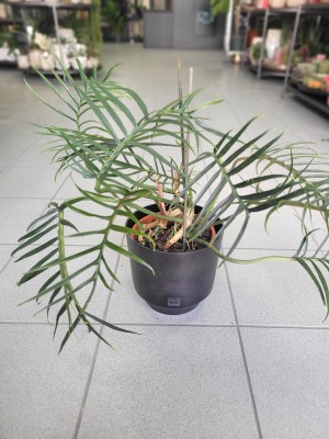Philodendron Tortum, filodendron