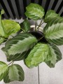 Maranta leuconeura Silver Band