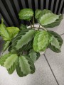 Maranta leuconeura Silver Band